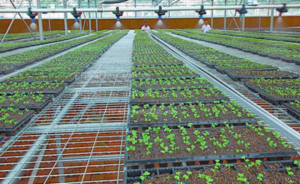 Drip irrigation system using HDPE pipes to deliver water directly to plant roots